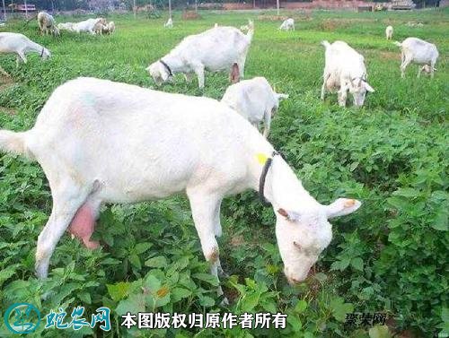 2021年2月8日奶山羊价格行情、今日奶山羊多少钱一只?