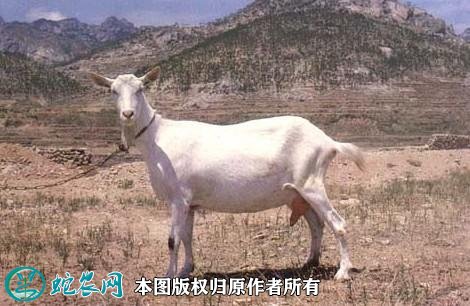 2021年2月9日关中奶山羊价格行情、今日关中奶山羊多少钱一只?