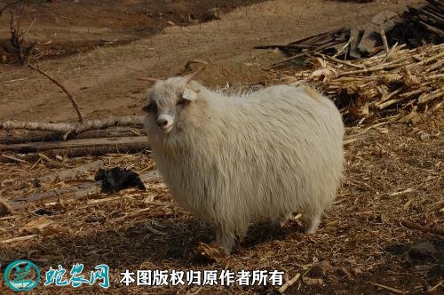 2021年2月9日绒山羊价格行情、今日绒山羊多少钱一只?