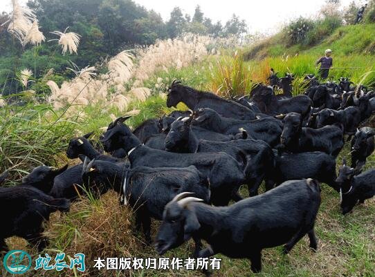 2021年2月9日萨能黑山羊价格行情、今日萨能黑山羊多少钱一只？