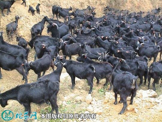 2021年2月9日浏阳黑山羊价格行情、今日浏阳黑山羊多少钱一只?