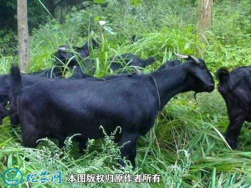 2021年2月10日大别山黑山羊价格行情、今日大别山黑山羊多少钱一只?