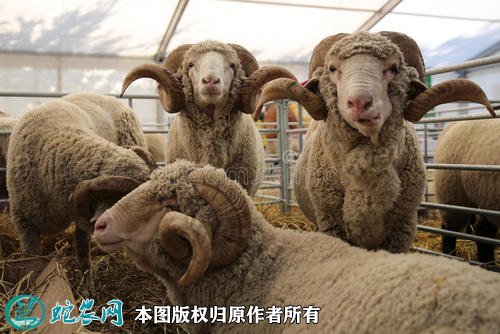 2021年2月10日绵羊价格行情、今日绵羊多少钱一只?