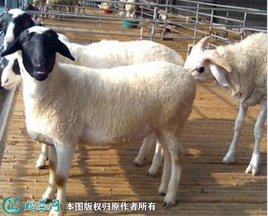 2021年2月10日杜寒杂交羊价格行情、今日杜寒杂交羊多少钱一只？