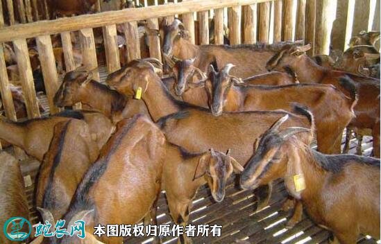 南江黄羊