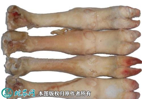2021年2月15日羊蹄价格行情、今日羊蹄子多少钱一斤？