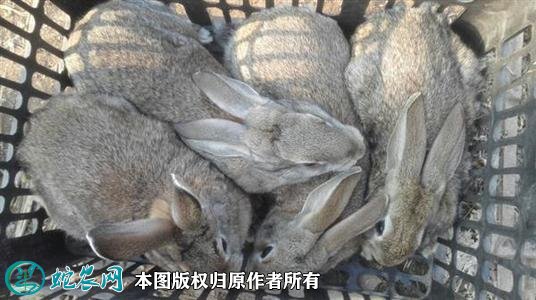 2021年2月15日野兔种兔价格行情、今日野兔种兔多少钱一只?