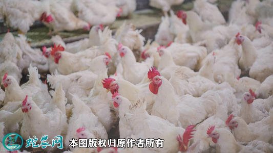 2021年2月16日毛鸡价格行情、今日肉毛鸡多少钱一斤?