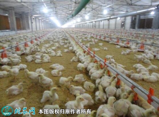2021年2月16日肉鸡价格行情、今日肉鸡多少钱一斤?
