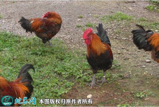 2021年2月18日红公鸡价格行情、今日大红公鸡多少钱一斤？