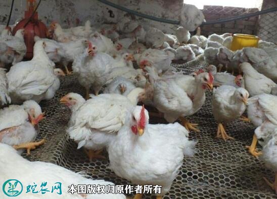 2021年2月18日817肉杂鸡价格行情、今日817杂交肉鸡多少钱一斤?