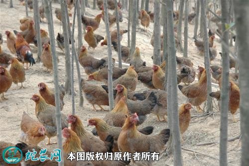 2021年2月18日青脚麻鸡价格行情、今日青脚麻鸡多少钱一斤?
