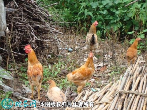 2021年2月18日童鸡价格行情、今日童子鸡多少钱一斤?