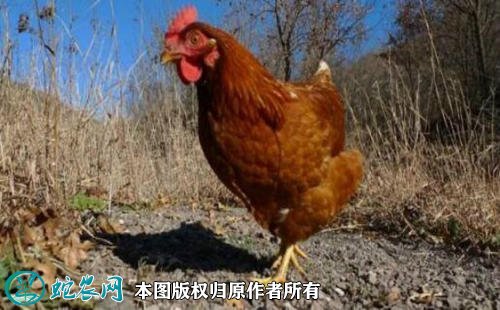 2021年2月18日蛋鸡价格行情、今日蛋鸡多少钱一斤?