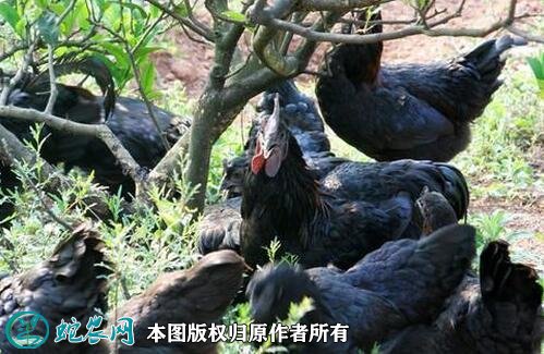 2021年2月18日盐津乌骨鸡价格行情、今日盐津乌骨鸡多少钱一斤?