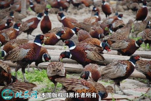 2021年2月18日山鸡价格行情、今日七彩山鸡多少钱一斤?