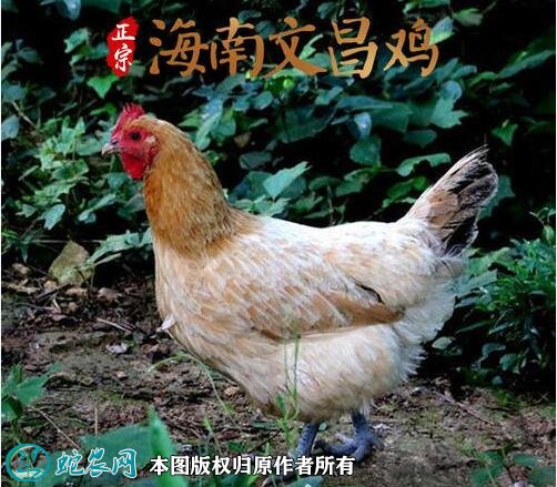 2021年2月18日文昌鸡价格行情、今日海南文昌鸡多少钱一斤？