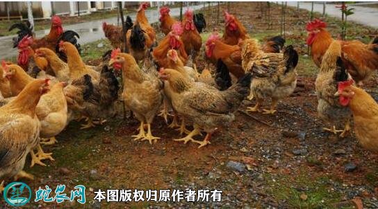 2021年2月18日麻鸡价格行情、今日麻鸡多少钱一斤?