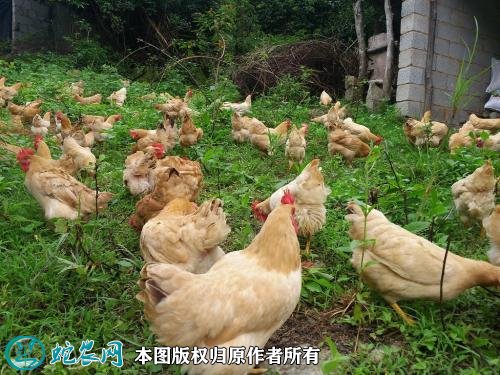 2021年2月18日三黄鸡价格行情、今日三黄肉鸡多少钱一斤?