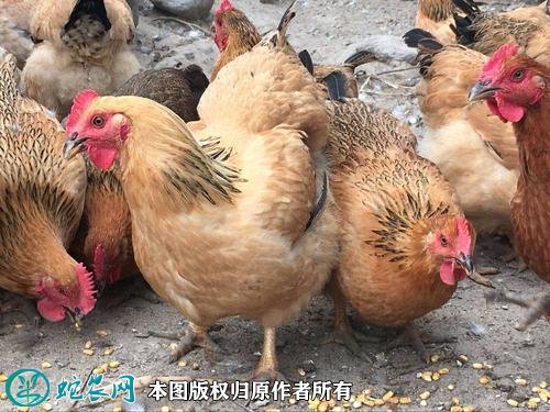 2021年2月18日麻黄鸡价格行情、今日麻黄鸡多少钱一斤？
