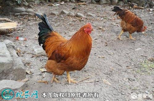 2021年2月18日灵山鸡价格行情、今日灵山香鸡多少钱一斤?