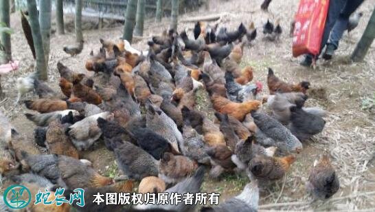 2021年2月18日龙胜凤鸡价格行情、今日龙胜凤鸡多少钱一斤?