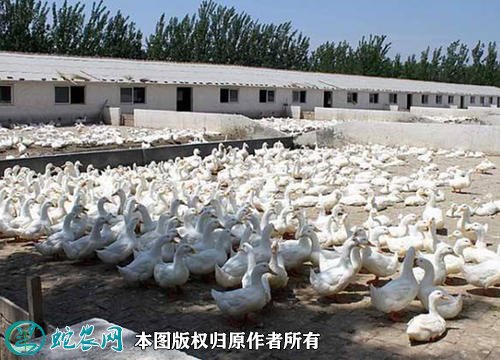 2021年2月19日肉鸭价格行情、今日肉鸭多少钱一斤?