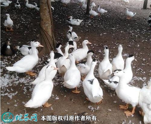 2021年2月19日毛鸭价格行情、今日肉毛鸭多少钱一斤?