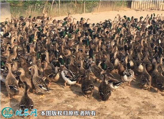 2021年2月19日绿头鸭价格行情、今日绿头鸭多少钱一斤?
