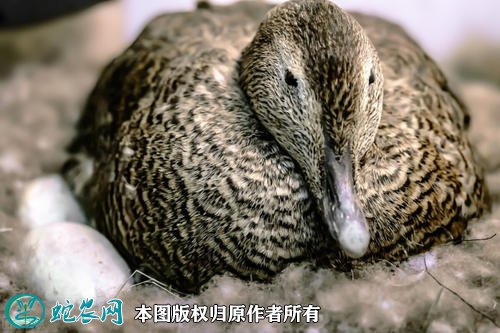 2021年2月19日蛋鸭价格行情、今日蛋鸭多少钱一斤？