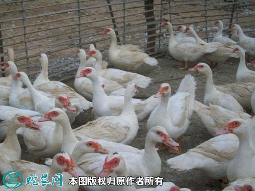 2021年2月19日番鸭价格行情、今日腾鸭、洋鸭子多少钱一斤?
