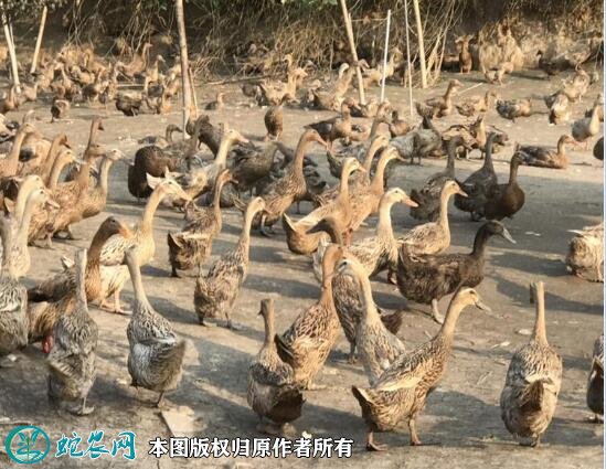 2021年2月19日老鸭价格行情、今日淘汰蛋鸭、肉种鸭多少钱一斤？