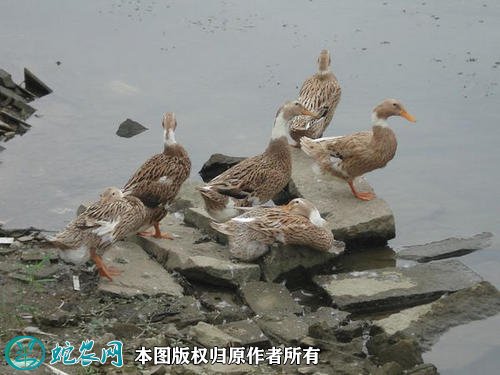 2021年2月20日土鸭价格行情、今日土鸭子多少钱一斤？