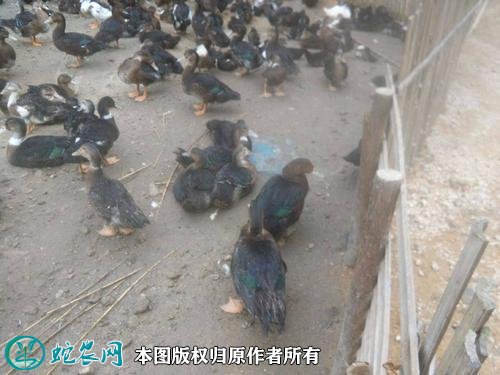2021年2月20日胡鸭价格行情、今日胡鸭多少钱一斤?