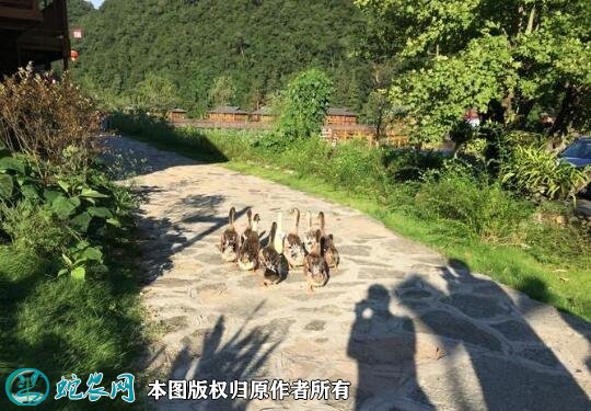 2021年2月20日清水鸭价格行情、今日都柳江清水香鸭多少钱一斤?