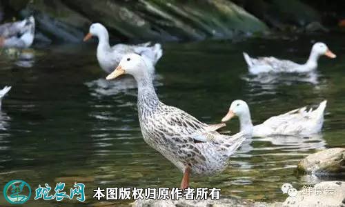 2021年2月20日香鸭价格行情、今日香鸭多少钱一斤?