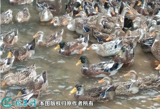2021年2月20日杂交鸭价格行情、今日杂交鸭多少钱一斤?