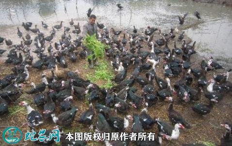 2021年2月20日鸳鸯鸭价格行情、今日鸳鸯鸭多少钱一斤?