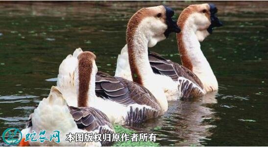 2020年2月20日狮头鹅价格行情、今日饶平狮头鹅、杂交狮头鹅多少钱一斤？