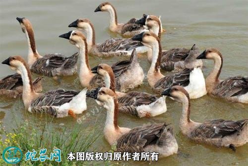 2020年2月20日灰鹅价格行情、今日灰鹅多少钱一斤?