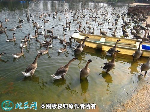 2020年2月20日马冈鹅价格行情、今日马岗肉鹅多少钱一斤？