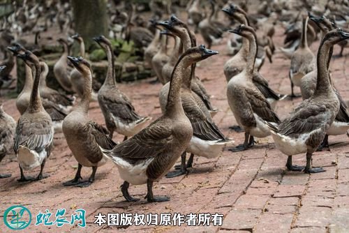 2020年2月20日黑棕鹅价格行情、今日乌棕鹅、黑鬃鹅多少钱一斤?