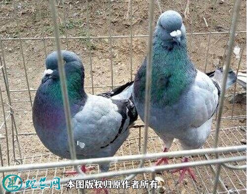 2020年2月21日肉鸽价格行情、今日肉鸽多少钱一只?
