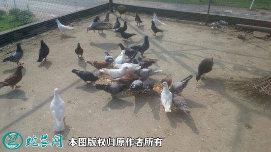 2020年2月21日土鸽子价格行情、今日土鸽子多少钱一只？