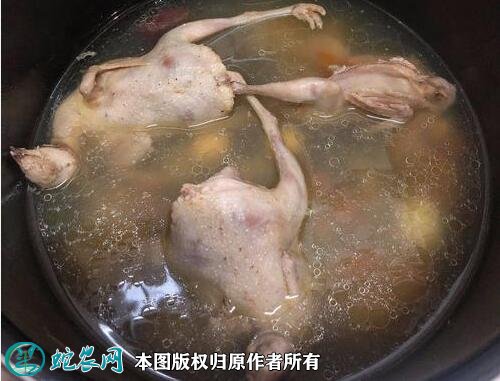 2020年2月22日土鹌鹑价格行情、今日土鹌鹑多少钱一只？