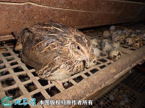 2020年2月22日黄羽鹌鹑价格行情、今日黄羽鹌鹑多少钱一只?