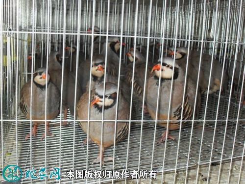 2020年2月22日鹧鸪价格行情、今日鹧鸪多少钱一只?