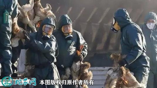 全球首次发现人感染H5N8型禽流感！尚未发现人传人现象！