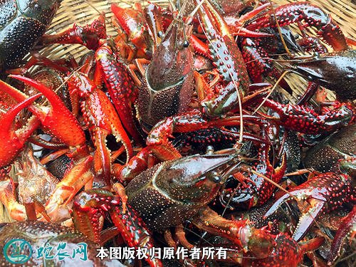 2020年2月22日清水小龙虾价格行情、今日清水小龙虾多少钱一斤?