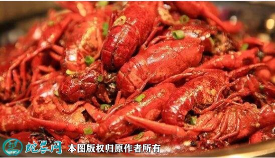 2020年2月22日潜江小龙虾价格行情、今日潜江市小龙虾多少钱一斤?